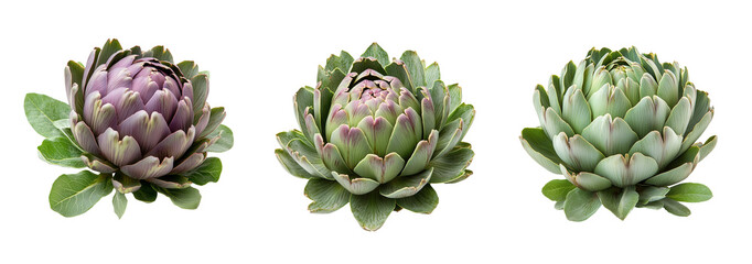 Artichokes with layered leaves in various colors, showcasing their unique beauty and texture