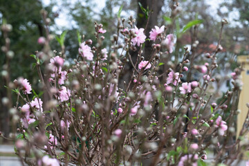 Pink cherry blossom flowers emerge amidst a gentle background, marking the festive spirit of Chinese New Year. The delicate blooms symbolize renewal and hope during this vibrant season.