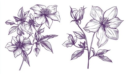 Fototapeta premium Charming Hand - Drawn Clematis Floral Illustration: A Delicate Artwork