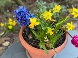 Decorative flower pot with spring flowers blue purple Hyacinth and yellow narcissus in garden park 