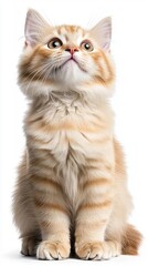 Fototapeta premium Adorable orange tabby cat sitting and looking up, showcasing its fluffy fur and curious expression in a bright setting.