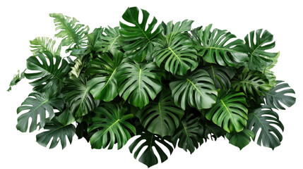 A dense, lush green tropical plant bush, cut out and isolated on a transparent background, with large, glossy leaves and vibrant shades of green.