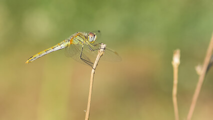 wild animals. photos of various wild insects. dragonfly photos.