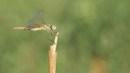 wild animals. photos of various wild insects. dragonfly photos.