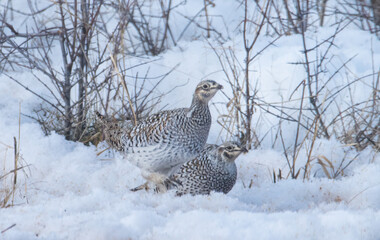 Sharp tailed grouse in the snow