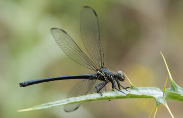 wild animals. photos of various wild insects. dragonfly photos.