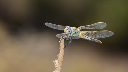 wild animals. photos of various wild insects. dragonfly photos.