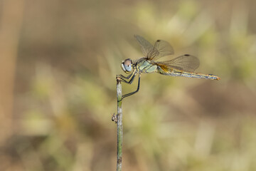 wild animals. photos of various wild insects. dragonfly photos.