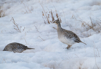 Sharp tailed grouse in the snow
