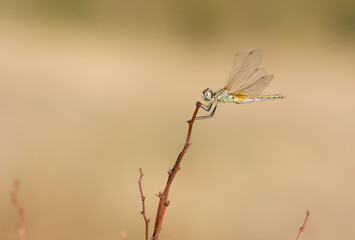 wild animals. photos of various wild insects. dragonfly photos.