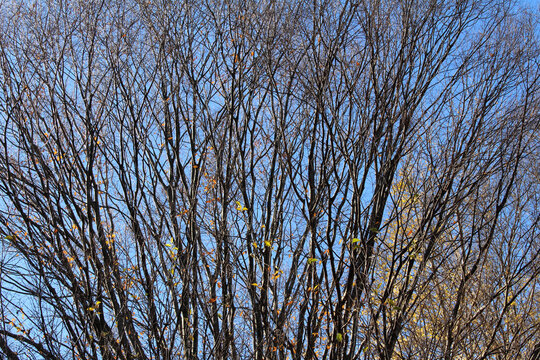 Nearly leafless tree branches with few yellow and orange leaves against the blue sky. Almost bare trees  in early winter background.	