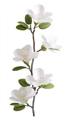 Obraz premium apple tree flower