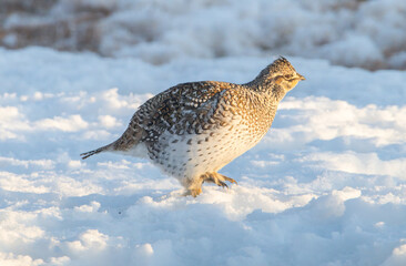 Sharp tailed grouse in the snow