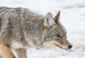 Coyote in the snow