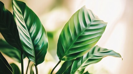Obraz premium Vibrant Close-up of Large Green Leaves and Tropical Plants, Exotic Foliage in a Lush Tropical Background, Photorealistic and Rich in Color