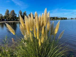 Hoch gewachsenes Pampas Gras am Uwer des Veluwe Meer