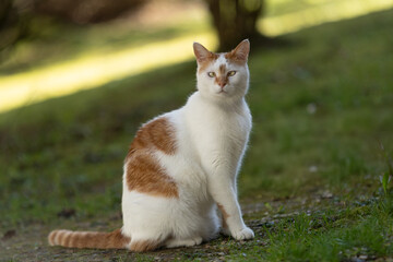 Chat blanc et roux avec strabisme