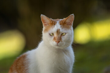 Chat blanc et roux avec strabisme
