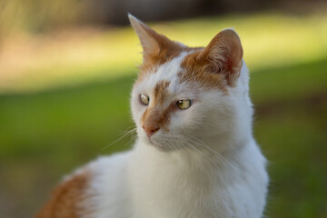 Chat blanc et roux avec strabisme