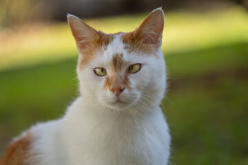 Chat blanc et roux avec strabisme