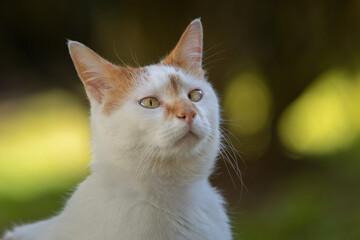 Chat blanc et roux avec strabisme