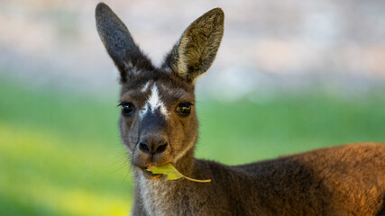 Kangaroo eating