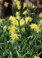 Closeup of a patch of Daffodils in Spring sunlight, Nottinghamshire England
