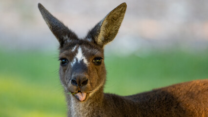 Kangaroo showing tongue