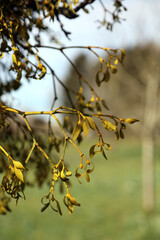 Sunlit Mistletoe foliage, Nottinghamshire England
