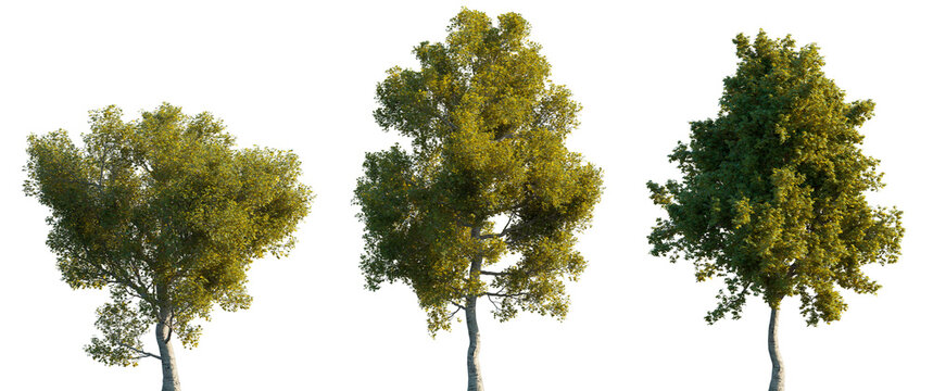 Sycamore platanus large trees isolated png on a transparent background premium cutout