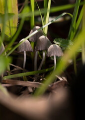 Mushroom forest