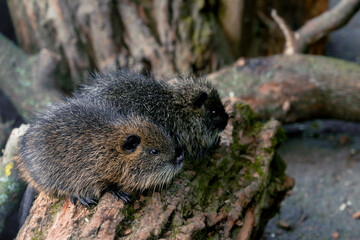 nutria rodent animal theme small baby creatures wild life concept outdoor view in shelter place