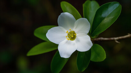 Obraz premium White Flower Study