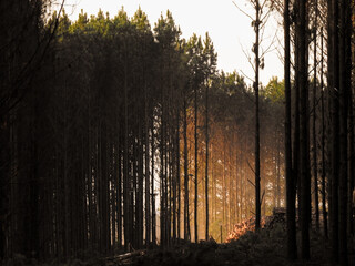 Natural Forest Plantation Trees Wood