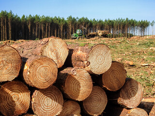 Forestry Machine Wood Harvesting logging