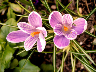 Purple Spring Flowers