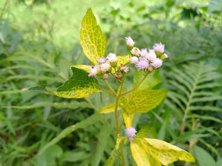 beautiful white flowers with unique patterns the spring garden 