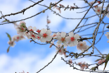 branch of blossoming almond against blue winter sky
