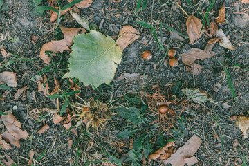 Top view of forest ground covered with dry leaves, green foliage, and scattered hazelnuts. Earthy textures and autumn elements create a natural woodland setting with food for wildlife.  