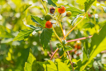 
Close-up of a Japanese vine (Ampelopsis japonica) with red and green berries among bright green leaves. Sunlight filtering through foliage, creating a vibrant natural background with a blurred effect