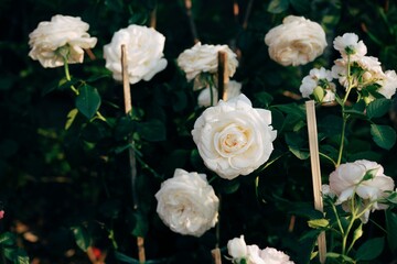 White rose blooms on a background of green leaves. Beautiful summer flower. Natural background.
