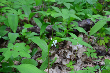 Lily of the Valley with white flowers and green leaves around it
