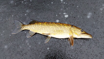 Freshwater Northern pike during winter. Pike fishing in winter from the ice