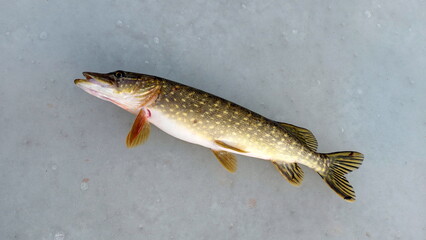 Freshwater Northern pike during winter. Pike fishing in winter from the ice