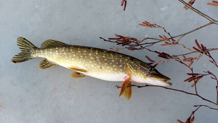 Freshwater Northern pike during winter. Pike fishing in winter from the ice