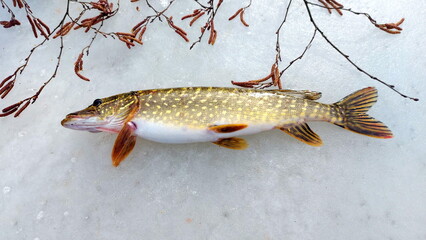 Freshwater Northern pike during winter. Pike fishing in winter from the ice