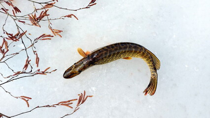 Freshwater Northern pike during winter. Pike fishing in winter from the ice