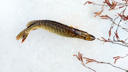 Freshwater Northern pike during winter. Pike fishing in winter from the ice