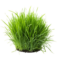 Obraz premium green grass isolated on white