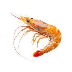 shrimp isolated on a transparent background